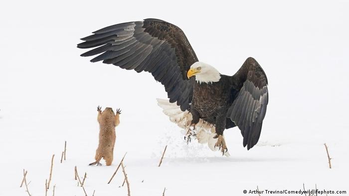 A bald eagle is startled by a prairie dog