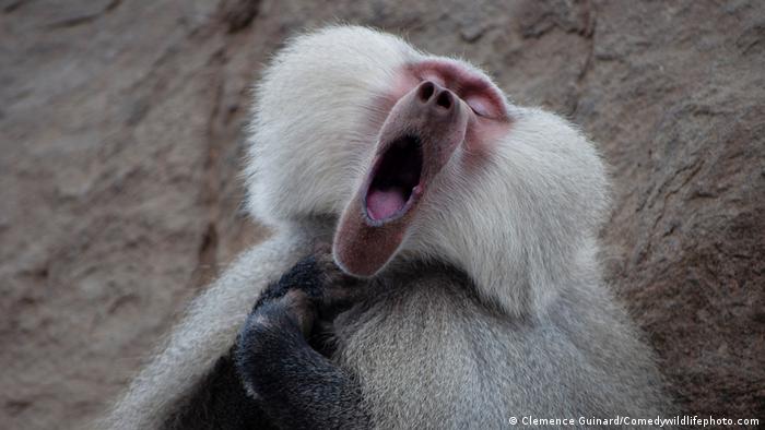 A baboon that is yawning but appears to be performing as a singer.