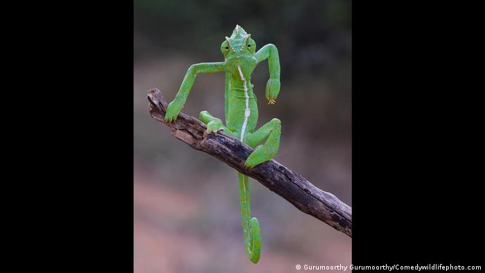 chameleon on a branch with his arms folded as if he was doing breakdance moves.