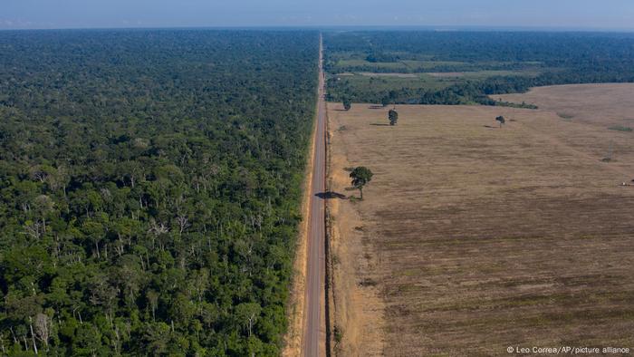 Avanço da soja sobre floresta causa prejuízo bilionário, dizem especialistas