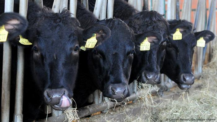 La innovadora tecnología podría evitar problemas de crueldad con los animales. En la foto, ganado waguy en su establo en Negenharrie, Schleswig-Holstein, Alemania.
