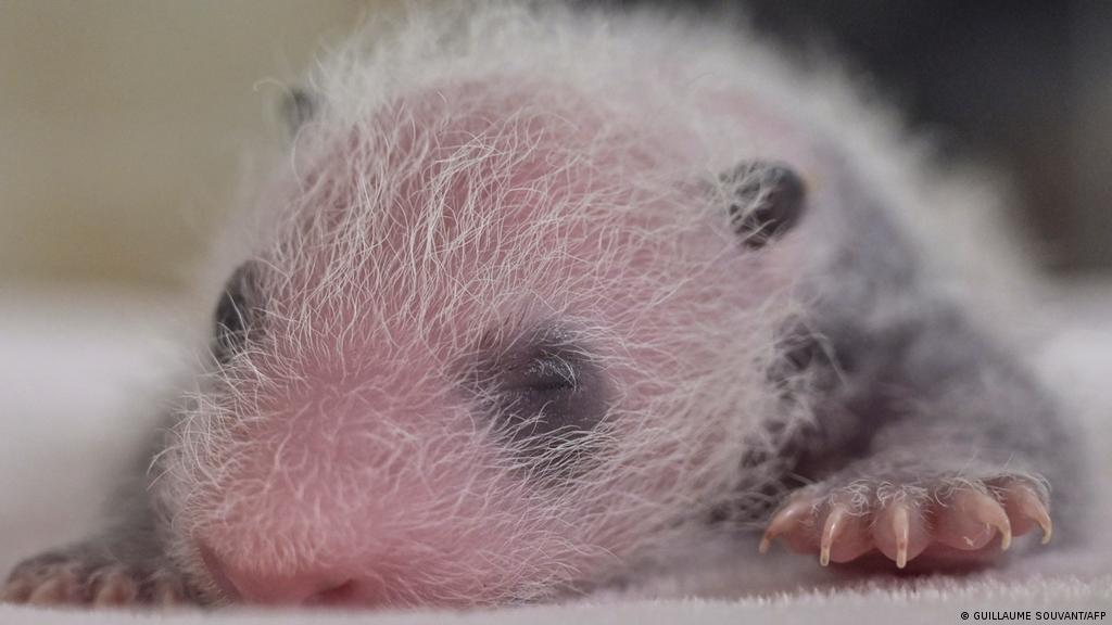 Giant Panda Gives Birth To Twin Cubs At Madrid Zoo News Dw 06 09 21