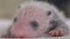 Giant panda cub sitting in an incubator in France Giant panda cub sitting in an incubator in France