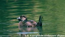 Lappenente, Lappen-Ente (Biziura lobata), Maennchen | musk duck (Biziura lobata), male