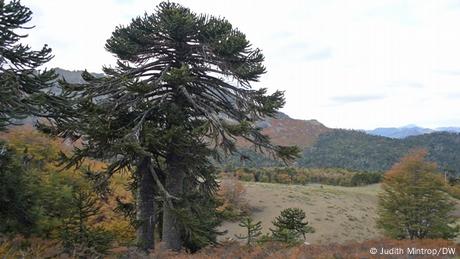 Araucaria (monkey puzzle) tree in Chile 