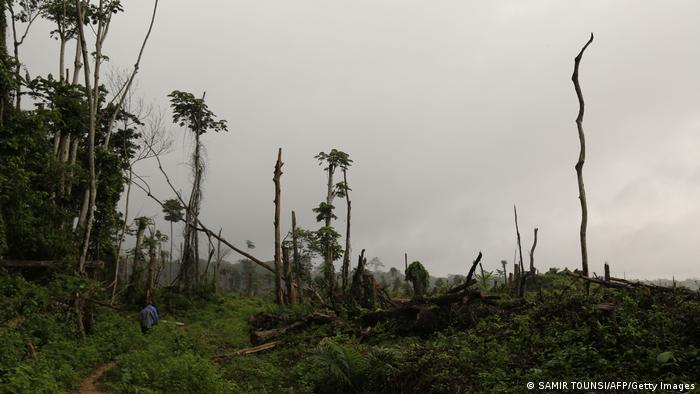 Près de Kisangani, 850 hectares de forêt ont disparu en 2019 au profit de palmiers à huile