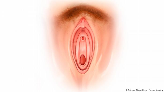 Zeichnung Vulva Zeichnung Vulva