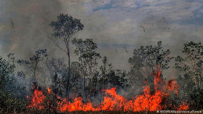Mata amazônica em chamas