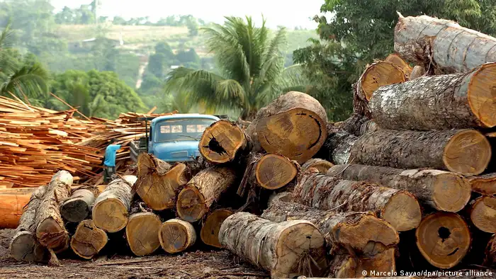 Brasilien Abholzung des Regenwaldes