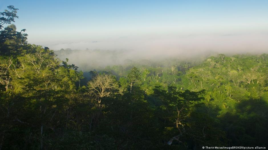 Mafija je zavladala i prašumom