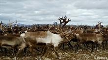 Jagd am Polarkreis - Die Samen gegen den schwedischen Staat