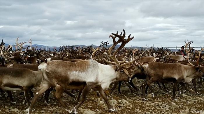 A reindeer herd