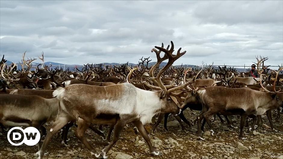 Hunting in the arctic circle - The Sámi Versus the Swedish Government ...