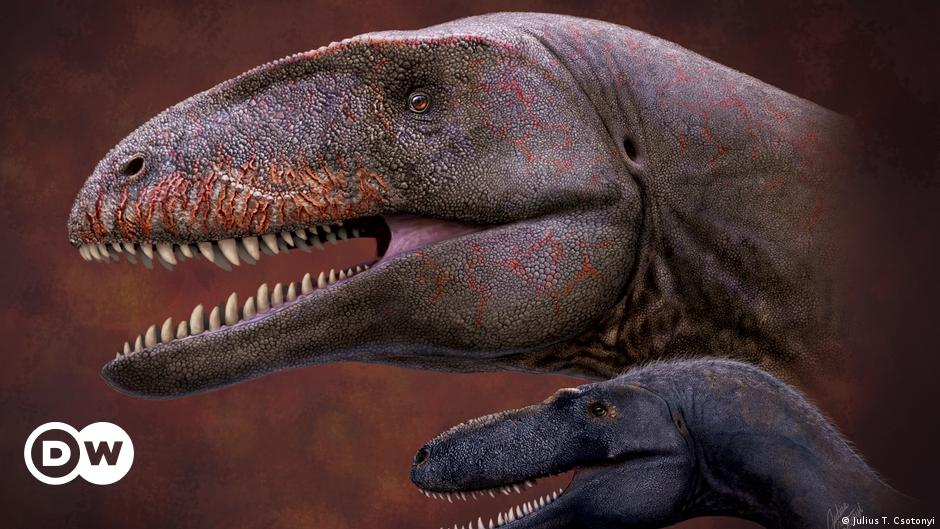Nuevo dinosaurio carnívoro gigante era temido por los tiranosaurios más  pequeños | Ciencia y Ecología | DW 