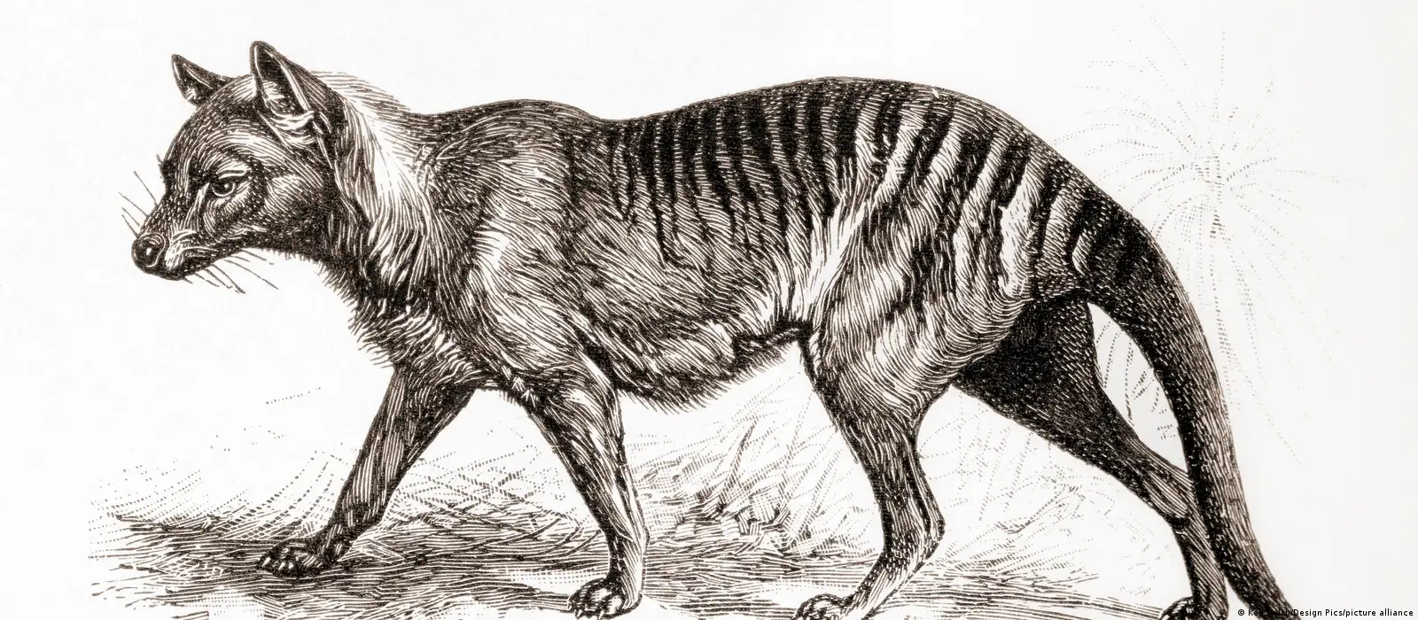 Meet the Scientists Bringing Back the Extinct Tasmanian Tiger
