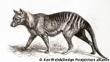 A Thylacine,thylacinus Cynocephalus, Aka Tasmanian Tiger (Because Of Its Striped Lower Back) Or Tasmanian Wolf. From Meyers Lexicon, Published 1924.