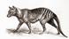 Tasmanischer tiger Tasmanischer tiger