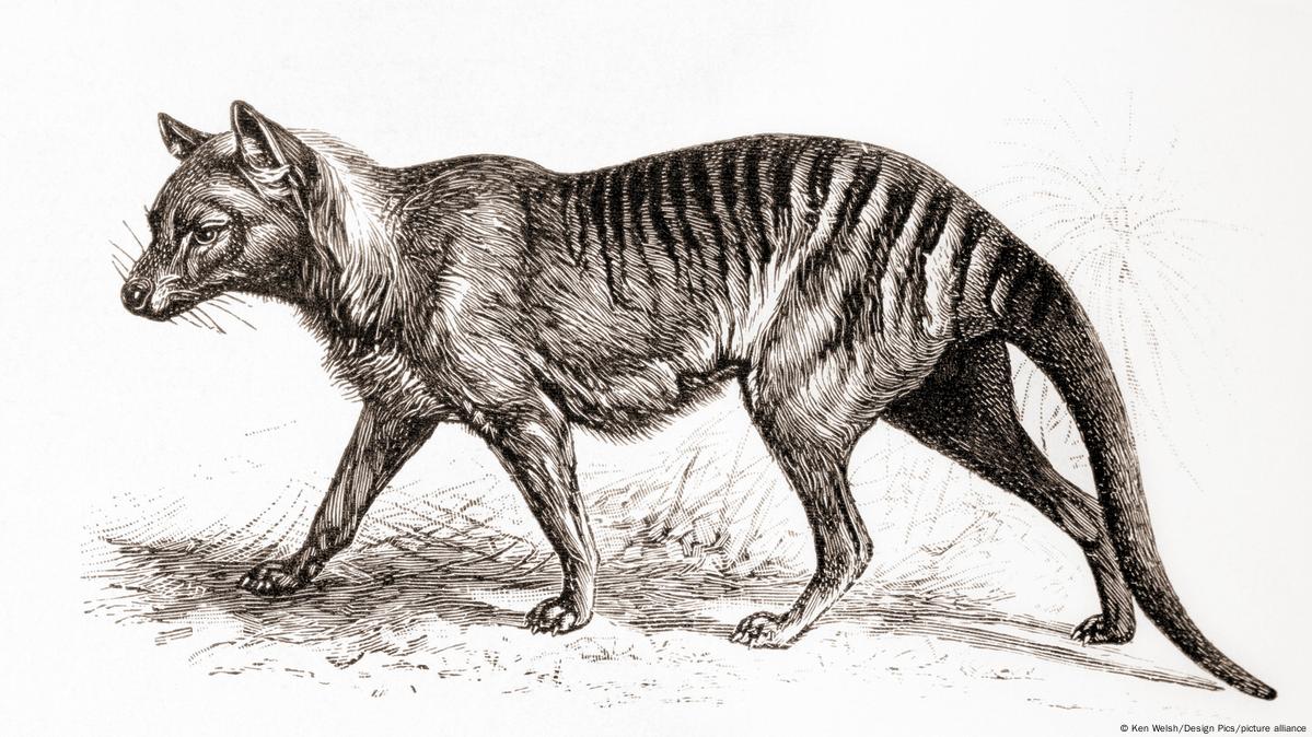 Thylacine Tasmanian Tiger de-extinction