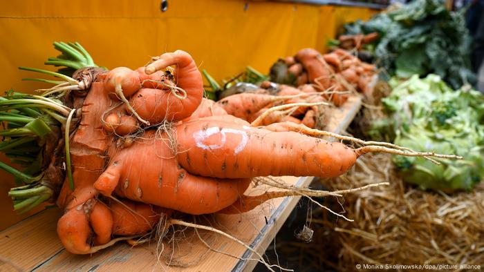 Giant carrot