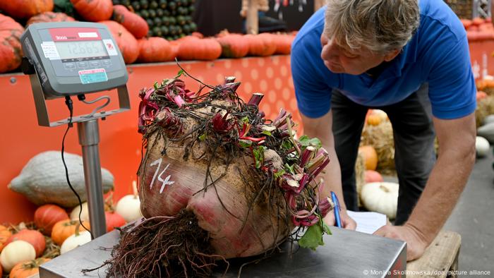 Giant beet