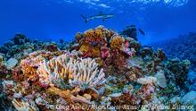 Entre otros posibles usos, el atlas podría ayudar a los científicos a identificar las especies de coral más resistentes a las olas de calor, que podrían utilizarse para restaurar los arrecifes dañados.
