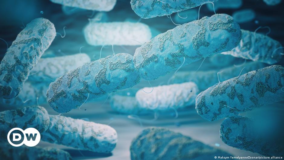 Zwei Zentimeter großes Bakterium entdeckt