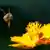 A bee flies towards an open yellow flower