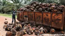 A worker loads palm oil fruit bunches at an oil palm plantation in Slim River, Malaysia August 12, 2021. Picture taken August 12, 2021. REUTERS/Lim Huey Teng