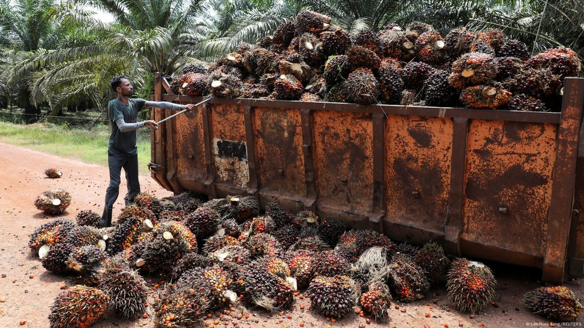 Plantations International Palm Oil