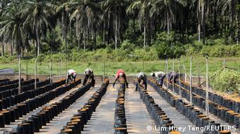 Workers plant oil palm seeds at an oil palm plantation in Slim River, Malaysia