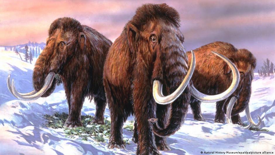 De-extinction: Important conservation measure or human vanity project? | Science | In-depth reporting on science and technology | DW - Vimarsana News