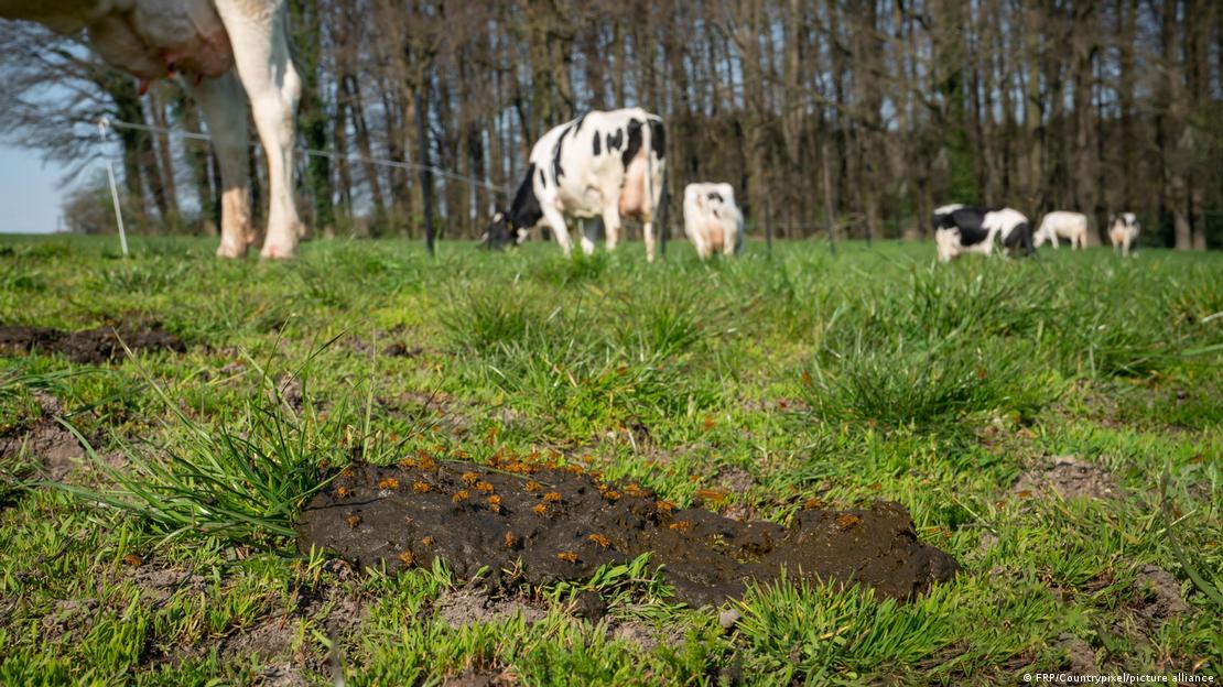 Vacas en un campo de pastoreo.