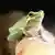 Ein grüner Laubfrosch sitzt auf einem Ast