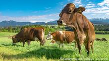 Braunvieh ist vor allem im Allgäu noch weit verbreitet und entstammt tradionell auch dieser Region. Touristische Werbung für das Allgäu und die bayrische Bergregion beinhaltet fast immer auch Braunviehrinder oder Kühe. Inzwischen trifft man auf den Weiden am Fuße der Alpen aber zunehmend auch andere Rassen wie etwa das Fleckvieh an.