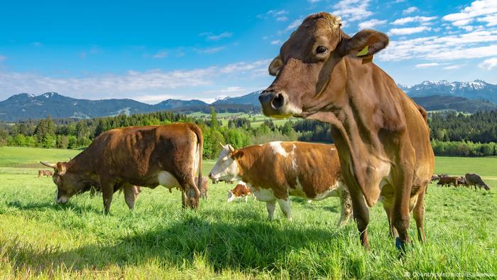 Bavarian dairy cows in a meadow with mountains in the background