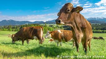 Коровы пасутся на лугу в южной Баварии