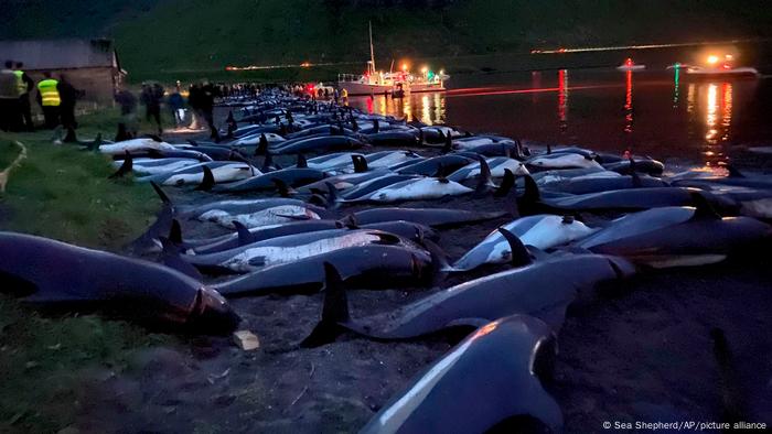 La matanza de delfines en las islas Feroe fue de dimensiones inéditas en 2021, dicen testigos