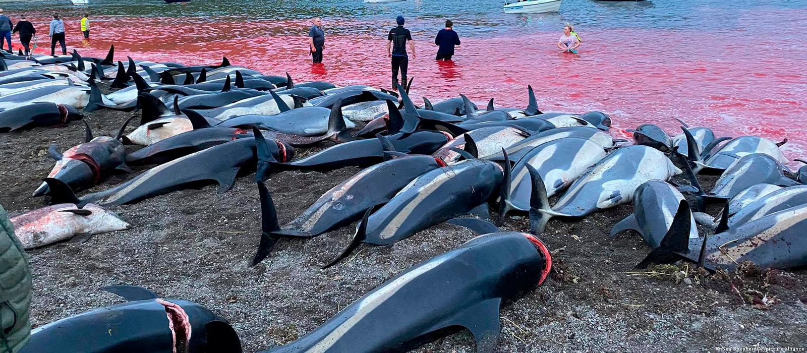 The carcases of dead white-sided dolphins lying on the beach on one of the Faeroe islands