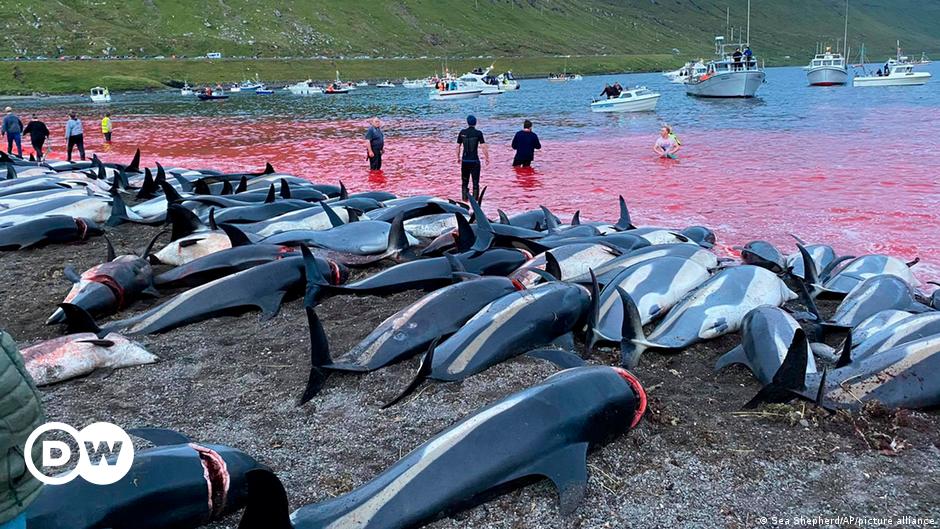 Delfin-Schlachtung sorgt für Empörung