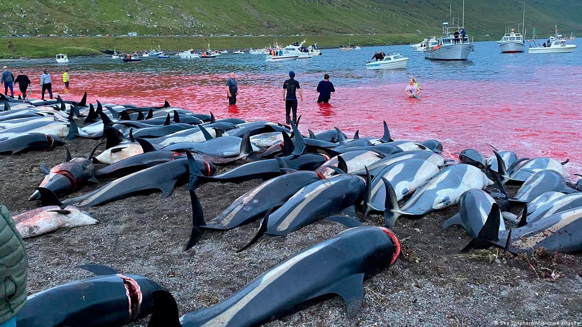 Faroe Islands: Activists slam mass killing of dolphins – DW – 09/15/2021