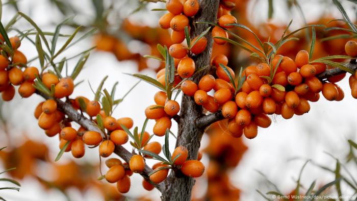 Sea buckthorn