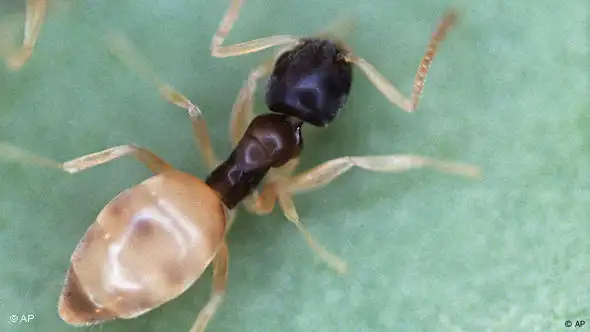 Nahaufnahme einer Ameise (Foto:AP)