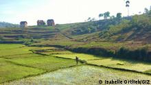 Ein Bauer in einem Reisfeld. Das Bild wurde von Isabelle Ortlieb in Madagaskar aufgenommen. Sie stellt sie uns rechtefrei zur Verfügung zur Abbildung eines Interviews zu ihrer Foto-Ausstellung.

