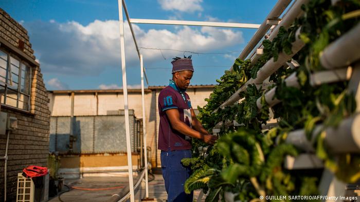 Thulani Shabangu, un empleado de Rooftops Roots, saca algunas hojas secas de espinaca de las plantas de una instalación en una pared en Johannesburgo, Sudáfrica.