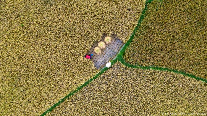 Villagers harvesting rice and fish in a paddy field at Jiefang Village of Hongshui Township, China