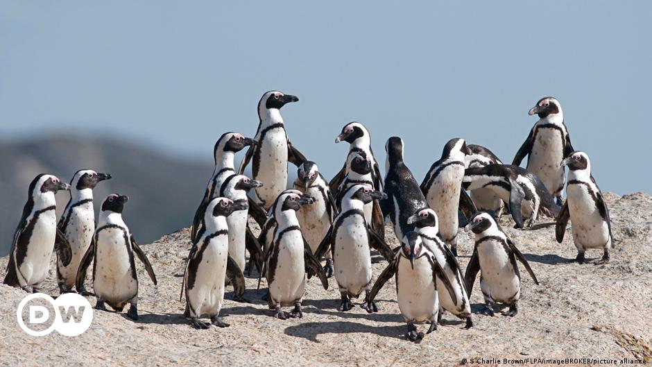 Endangered penguins killed by swarm of bees – DW – 09/23/2021