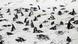 Pingüinos africanos permanecen en la playa de la colonia de pingüinos de Boulders, en Simon's Town, al suroeste de Sudáfrica. Pingüinos africanos permanecen en la playa de la colonia de pingüinos de Boulders, en Simon's Town, al suroeste de Sudáfrica.