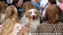 Ein Hund sitzt bei den German Petfluencer Awards 2021 im Waldbad Dünnwald bei seinen Besitzerinnen. Petfluencer - Pet ist das englische Wort für Haustier - lassen ähnlich wie Influencer ihre Fans an ihrem Leben teilhaben und bewerben dabei allerhand Dinge. (zu dpa Preise für besonders erfolgreiche Hunde bei Instagram verliehen)