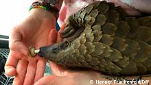 A mission to protect southern Africa's threatened pangolins 