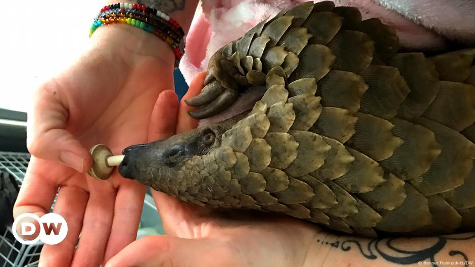 Mission Pangolin: Schutz der bedrohten Schuppentiere im Süden Afrikas